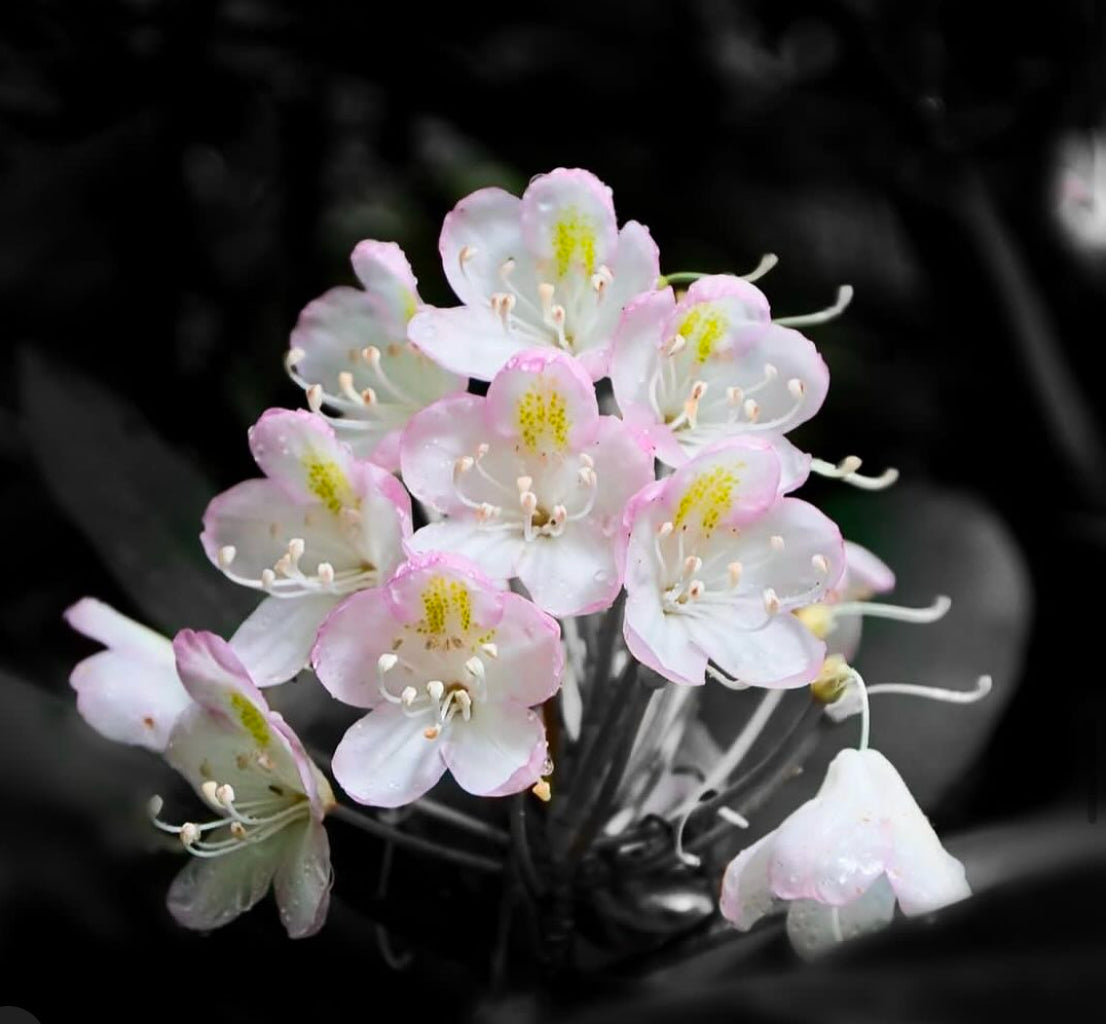macro photo of white flowers by Inder Mokha