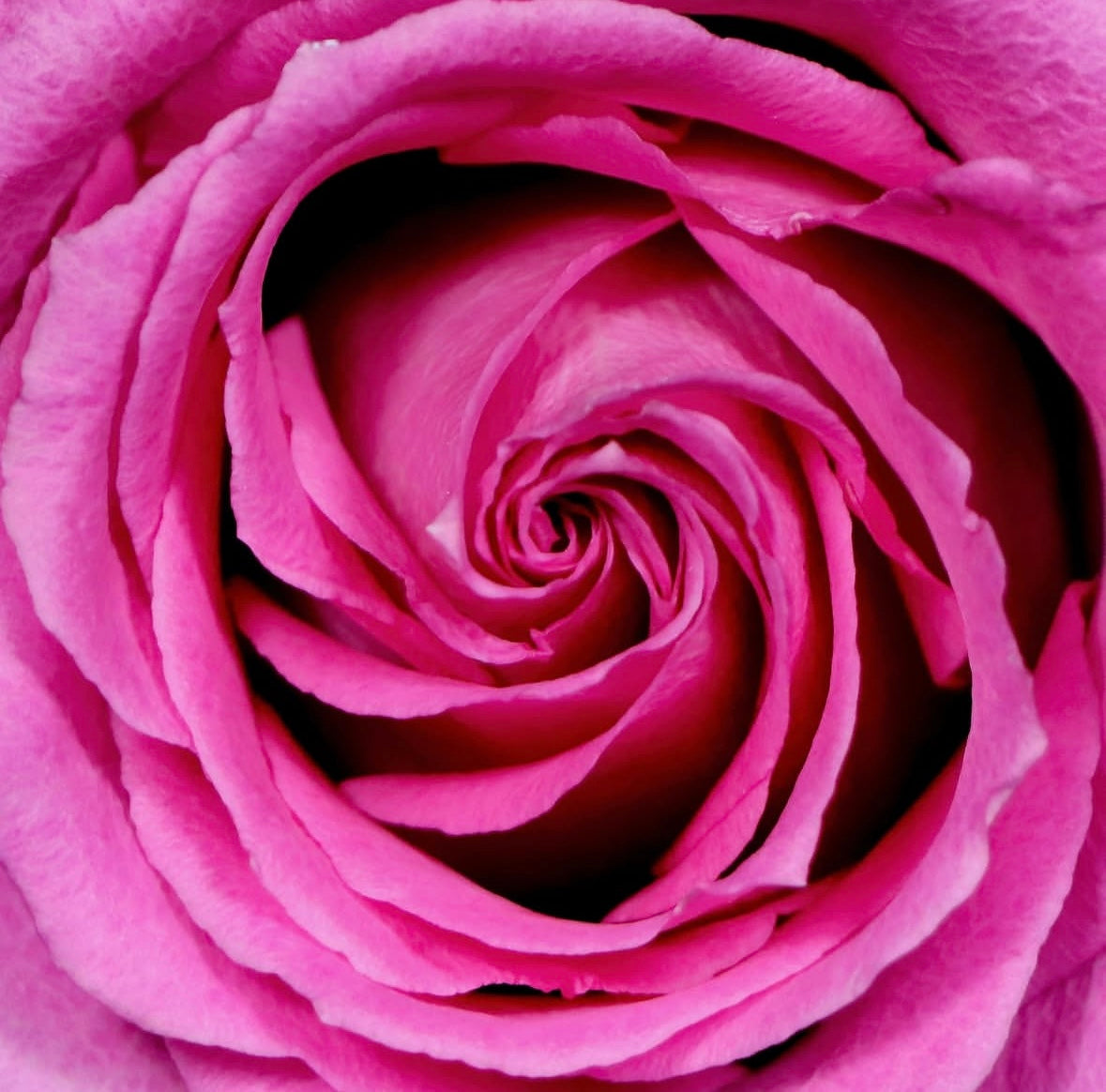 macro photo of a pink rose by Inder Mokha