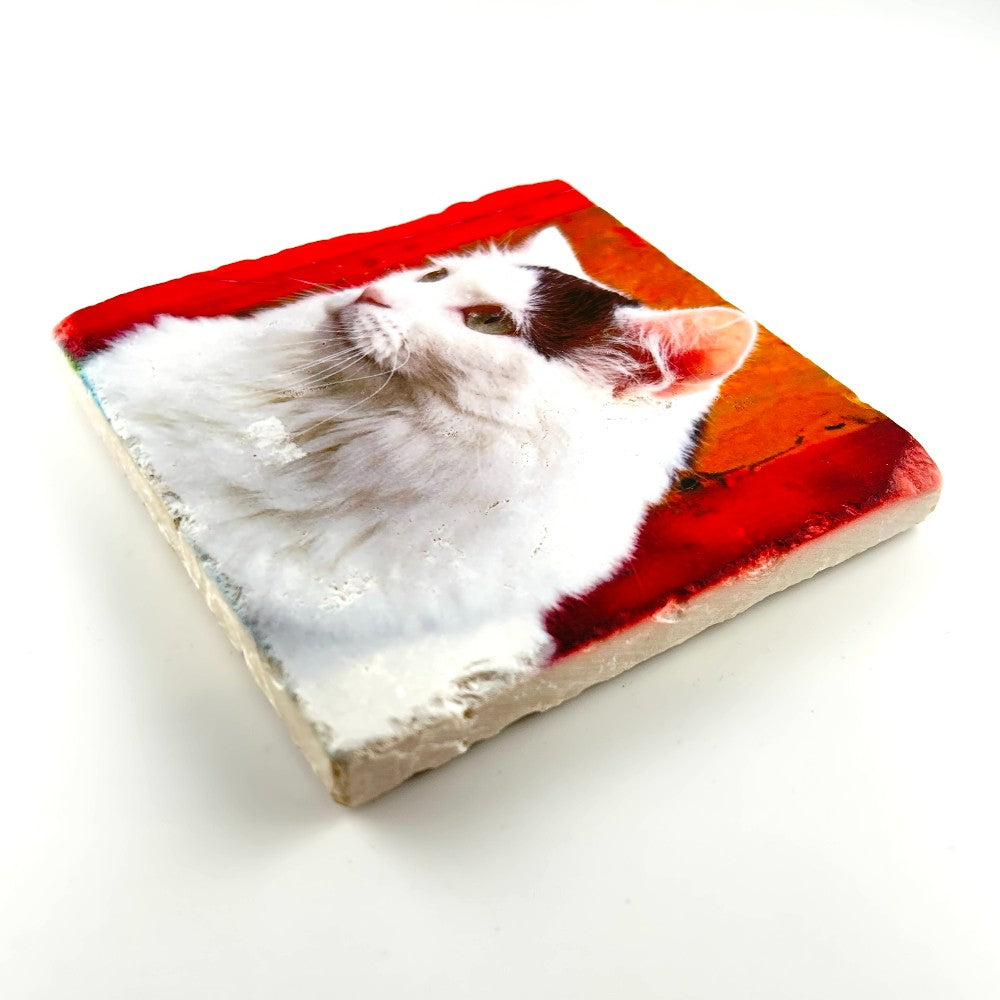 White Cat Photograph Coaster - Printed at Artem|4497